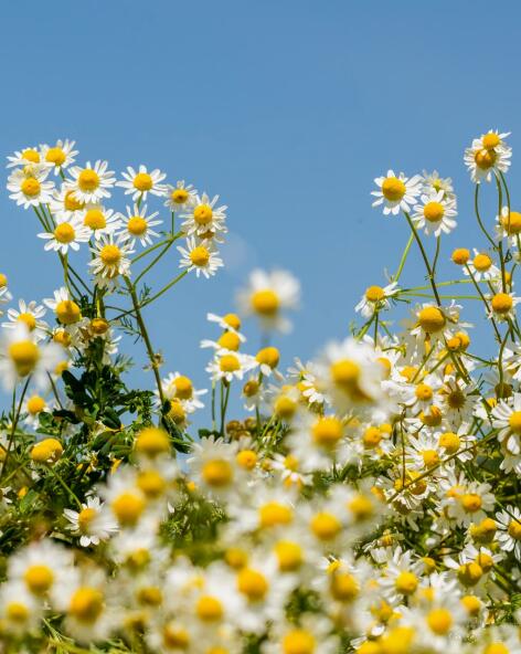 kl_chamomile_active-ingredient_field_plant_2019 -66- 472x592